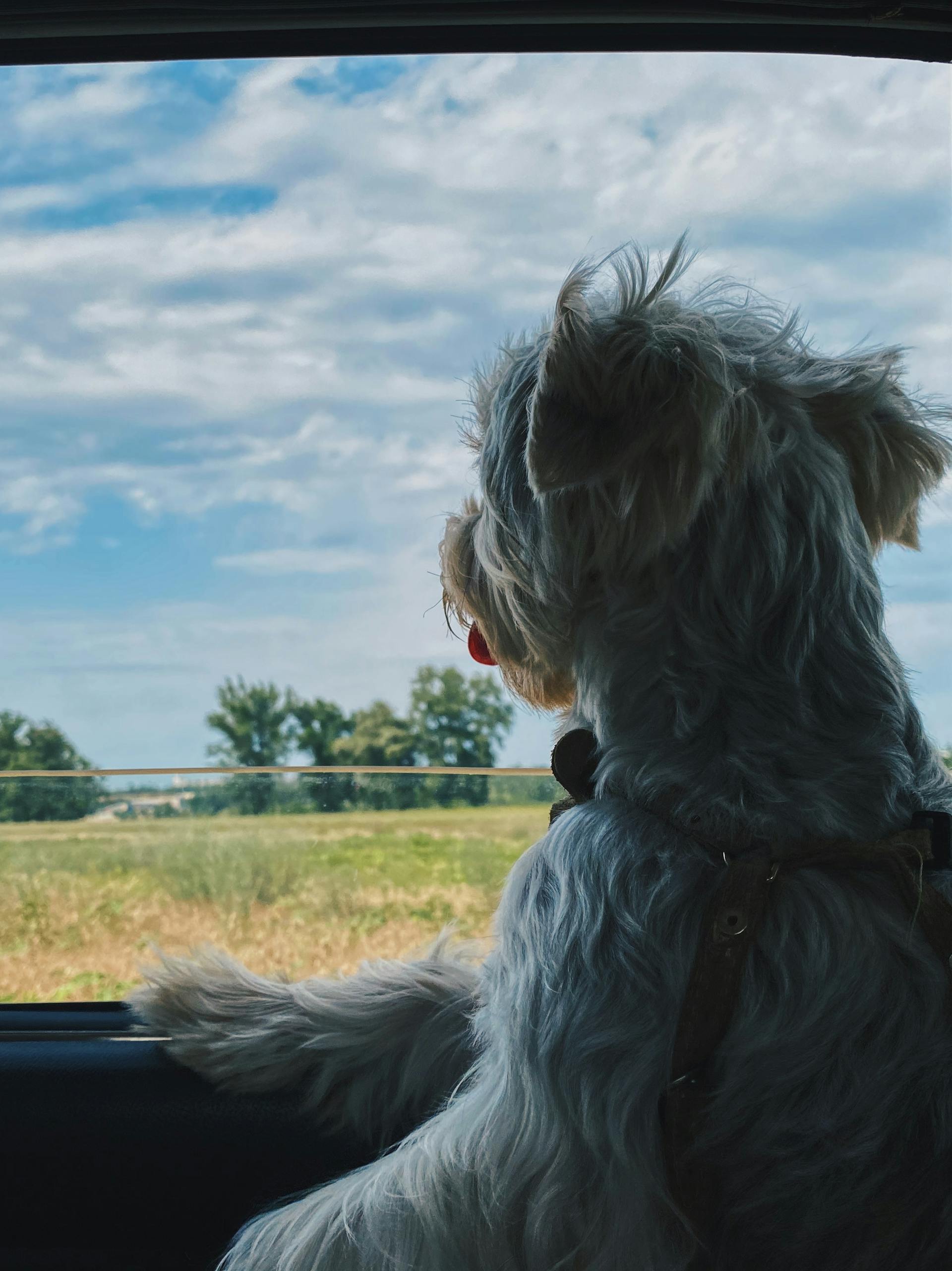 Safe Travel for Dogs, Puppies & Cats: How to Keep Your Pets Comfortable and Protected on the Go