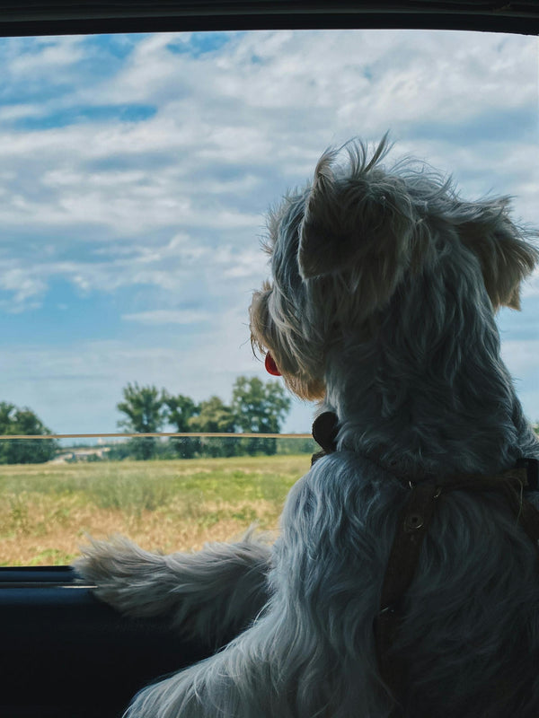 Safe Travel for Dogs, Puppies & Cats: How to Keep Your Pets Comfortable and Protected on the Go