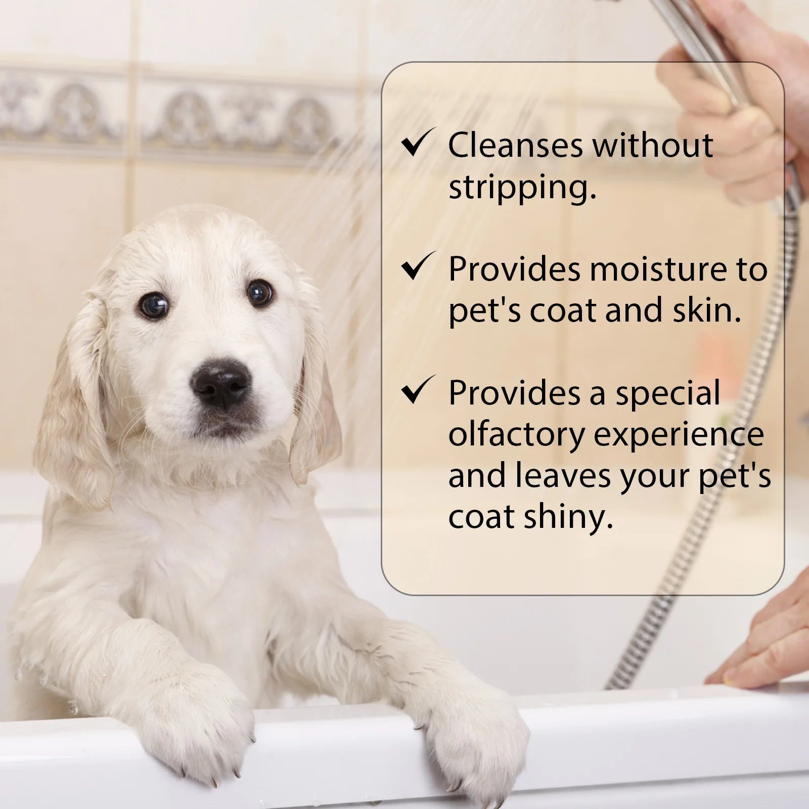 Pet Wash Dog Shampoo – Anti-Flea, Deodorizing & Moisturizing Formula, Removes Dirt & Mites, Relieves Itching