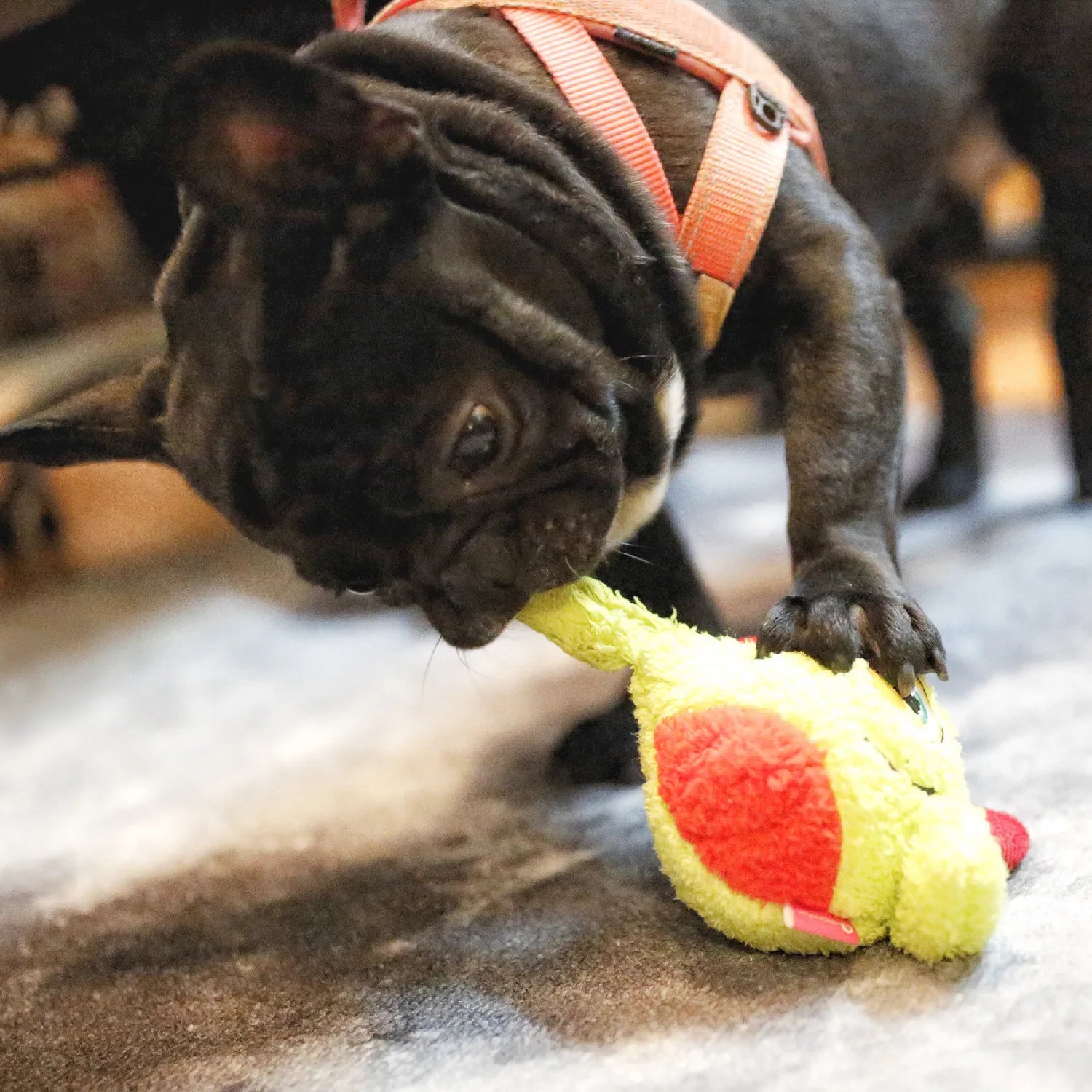 Squeaker Interactive Dog Toy Ball – Bite-Resistant Chew & Training Ball for Small & Large Dogs