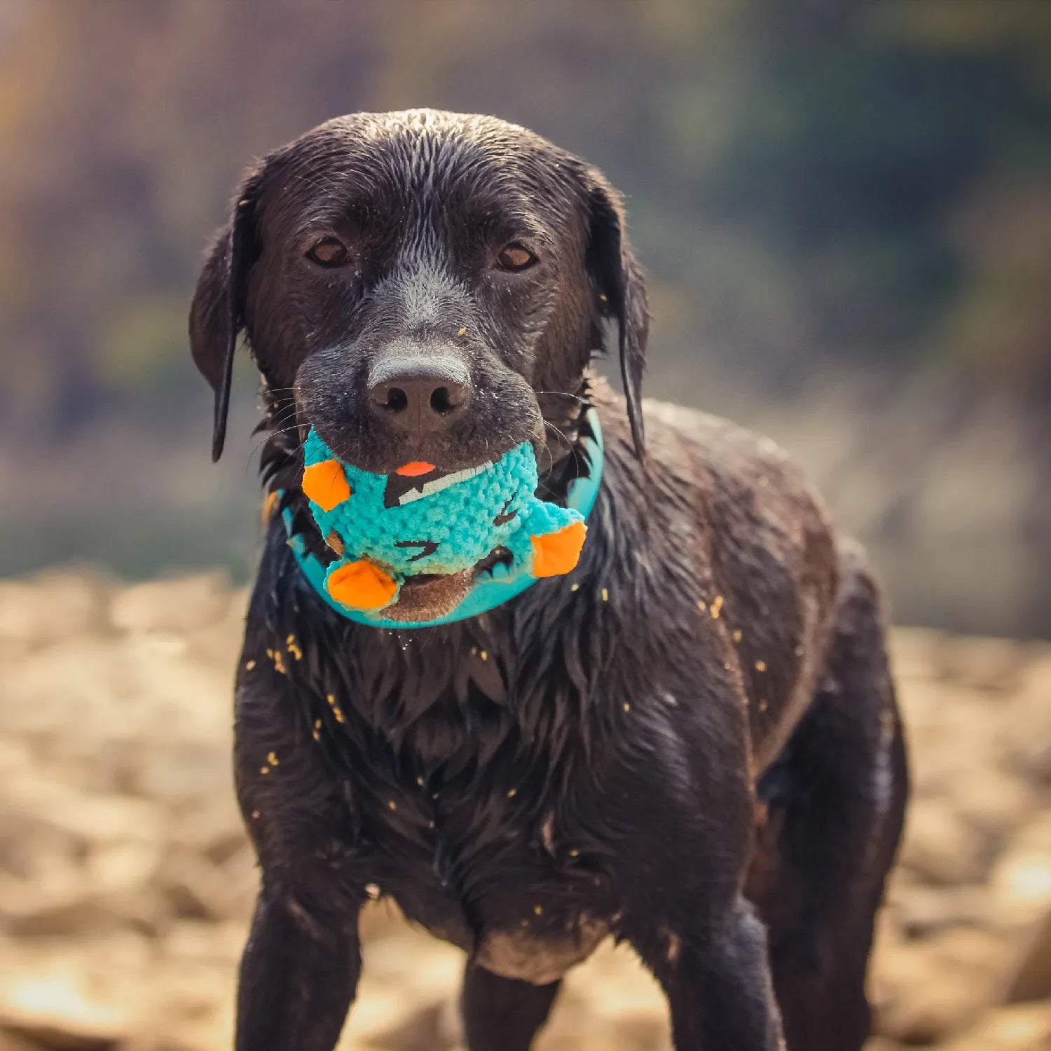 Squeaker Interactive Dog Toy Ball – Bite-Resistant Chew & Training Ball for Small & Large Dogs