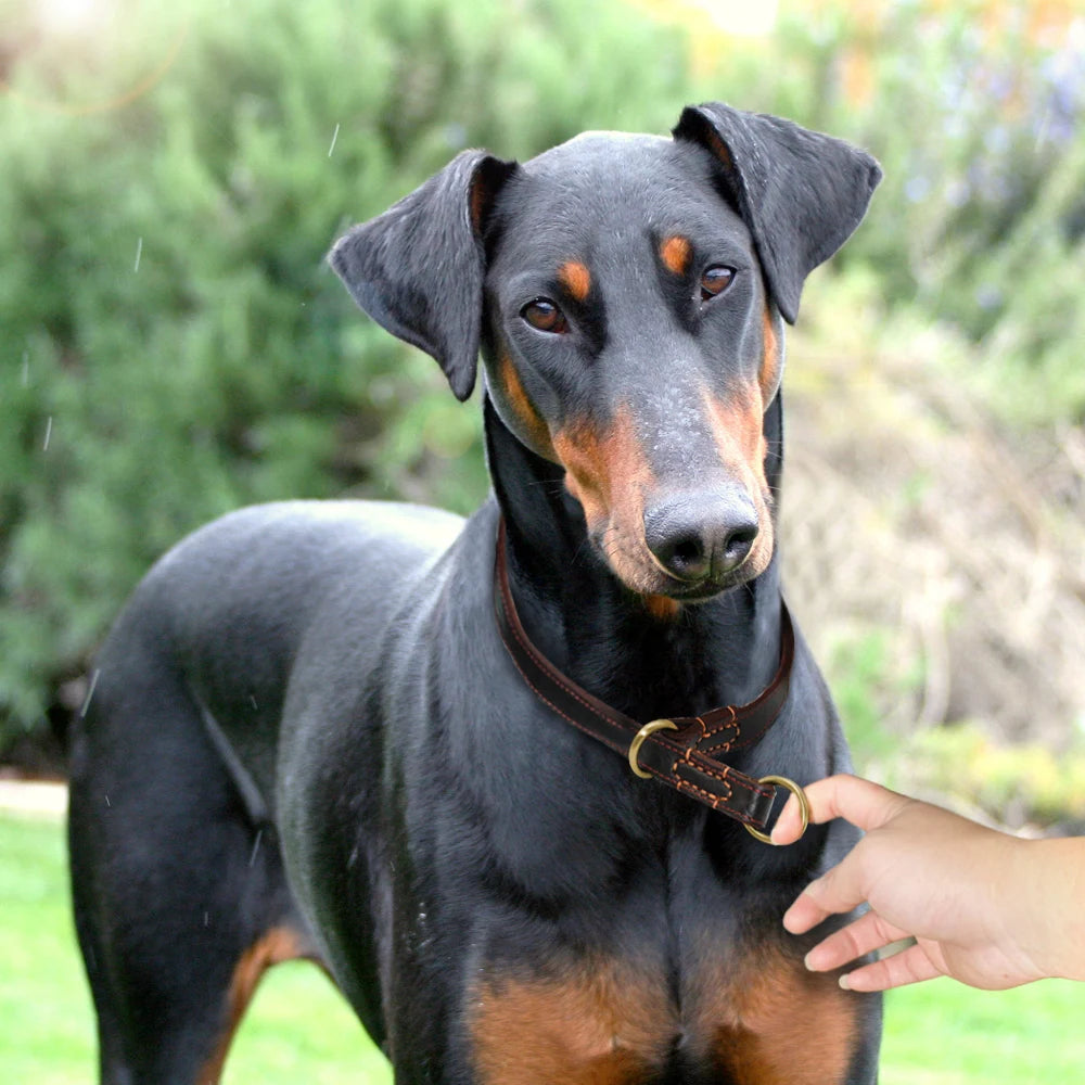 Durable Real Leather Slip Collar – Choke Training Dog Collar for Medium & Large Breeds (Black/Brown)