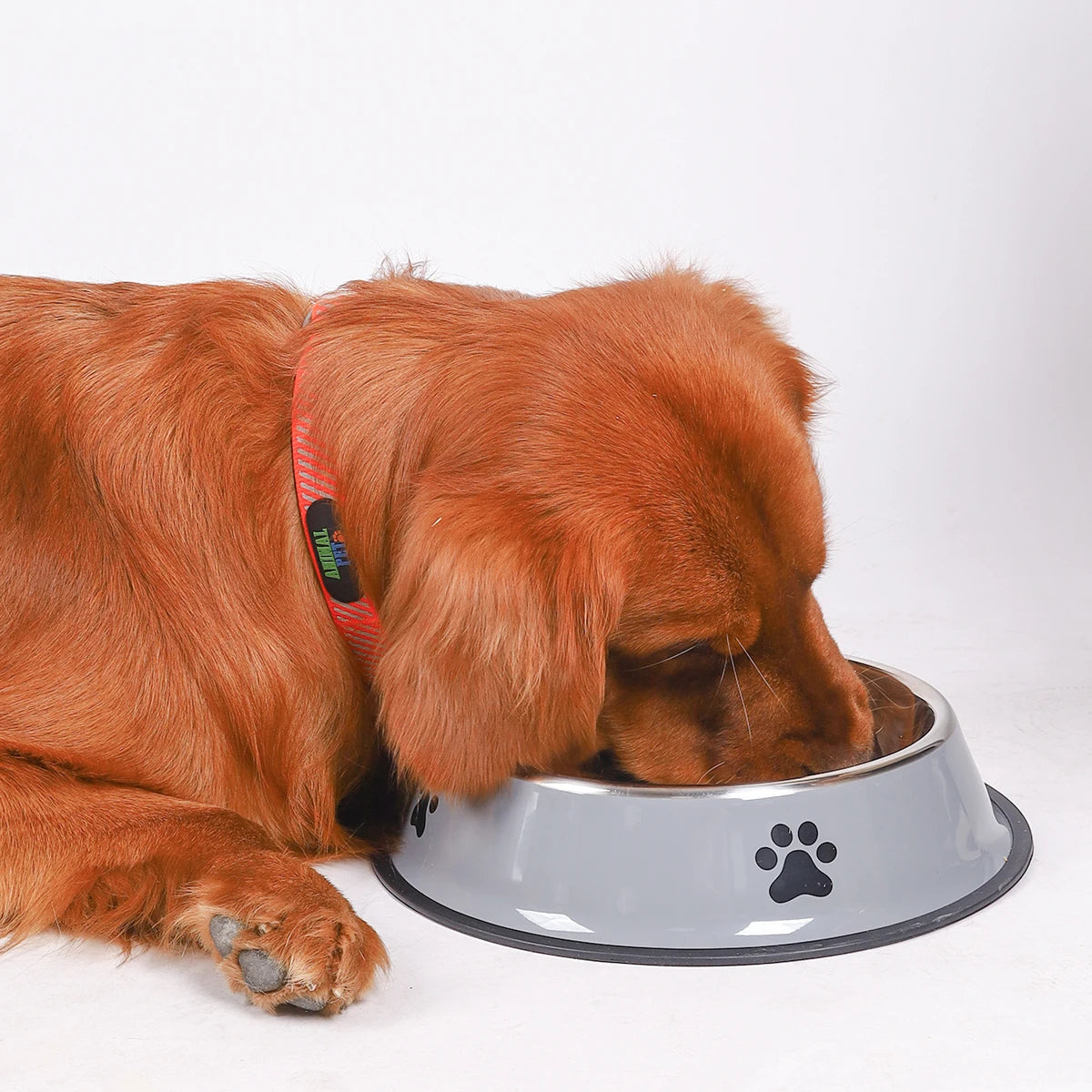 Stainless Steel Pet Bowl – Durable Anti-Fall Food & Water Bowl for Cats & Dogs