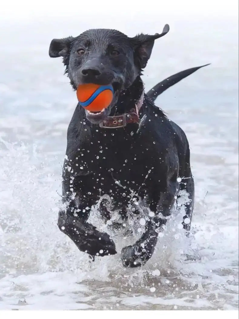 Durable Dog Toy Ball – Tough Chew-Resistant Fetch Ball for Large, Medium & Small Dogs