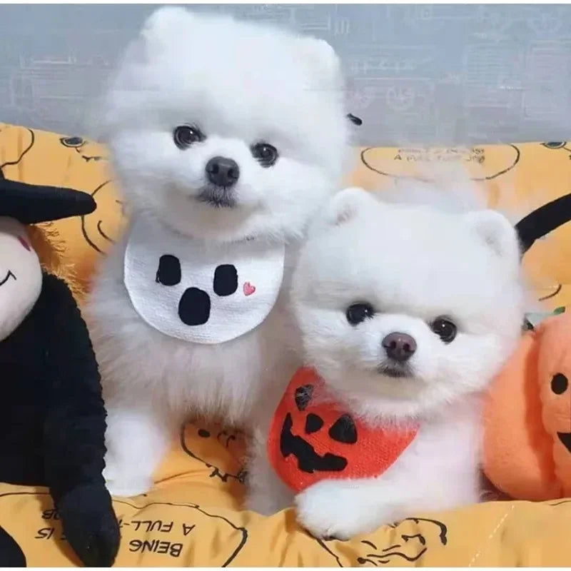 Halloween Dog & Cat Lace Bib – Pumpkin & Ghost Festival Pet Costume Accessory