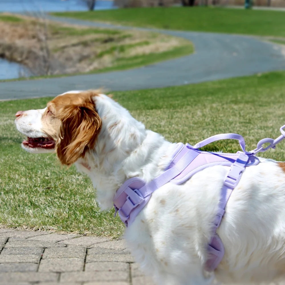 Adjustable Comfort Control Harness for Large Dogs with Secure D-Ring Leash Attachment