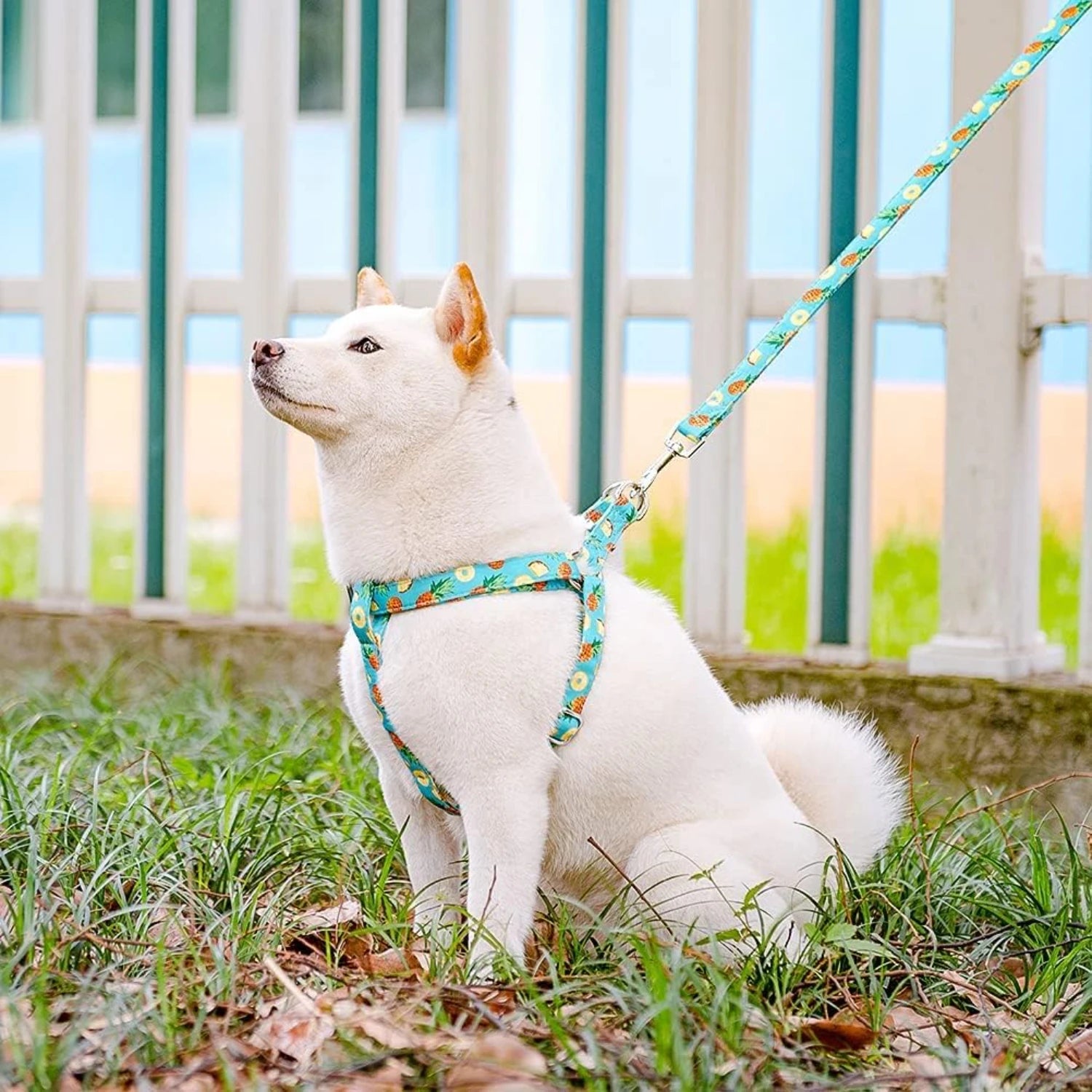 Adjustable No Pull Dog Harness & Leash Set – Heavy Duty Comfortable Vest for Small & Medium Puppies