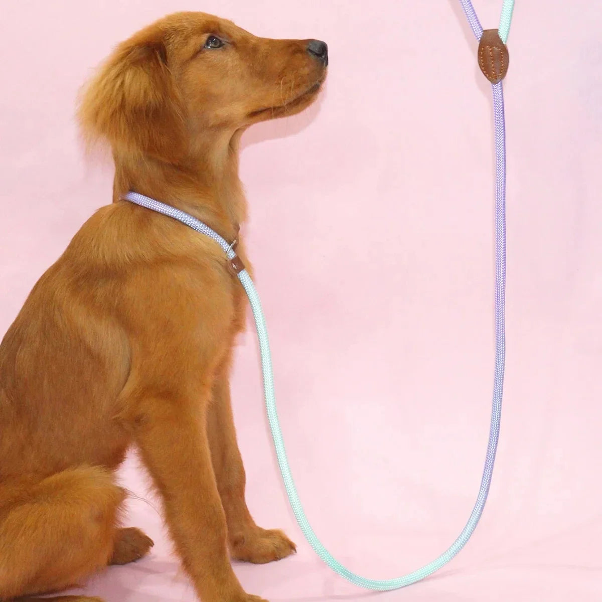 A colorful pet dog leash indoor and outdoor use