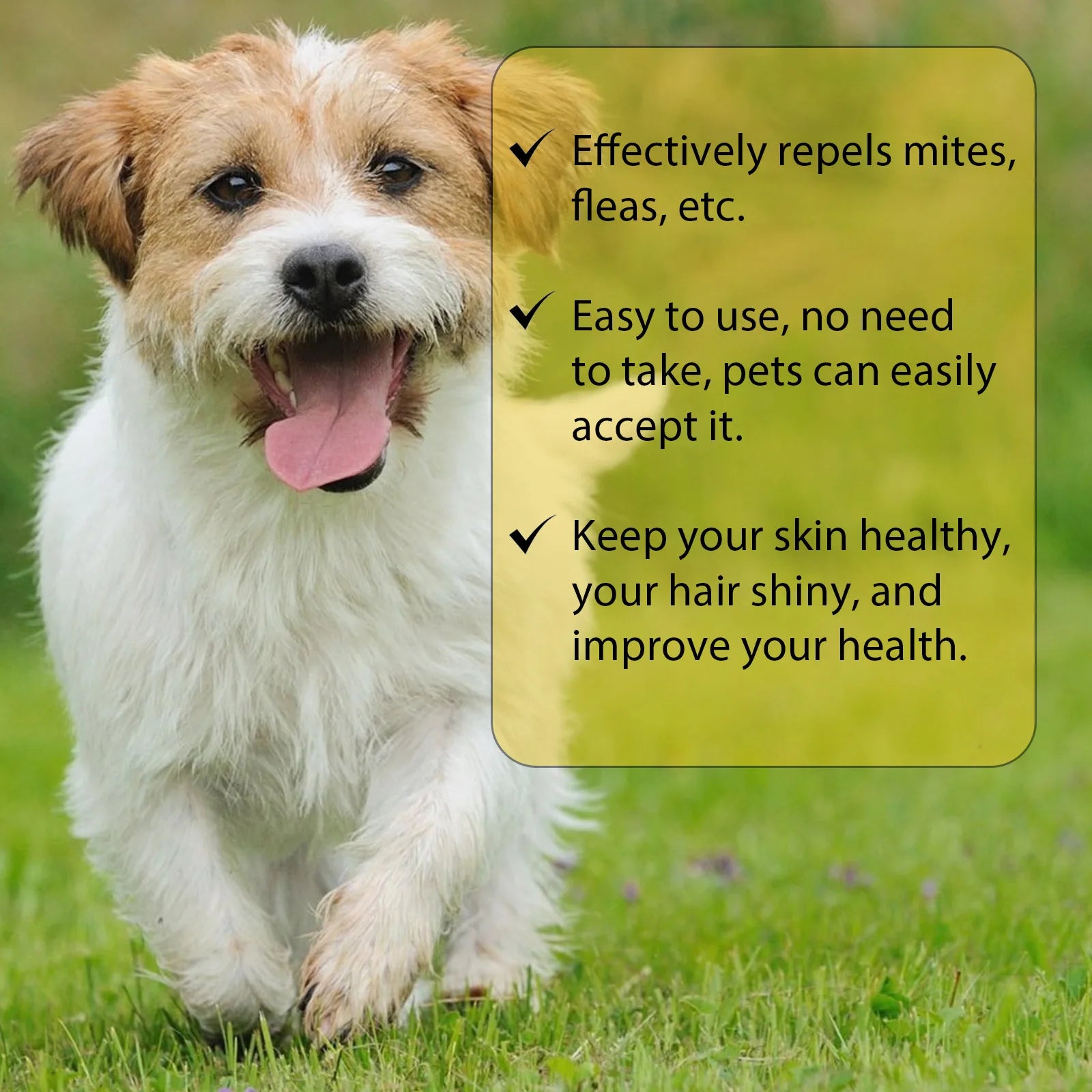 Cat Flea & Tick Treatment Drops – Itch Relief and Pest Repellent