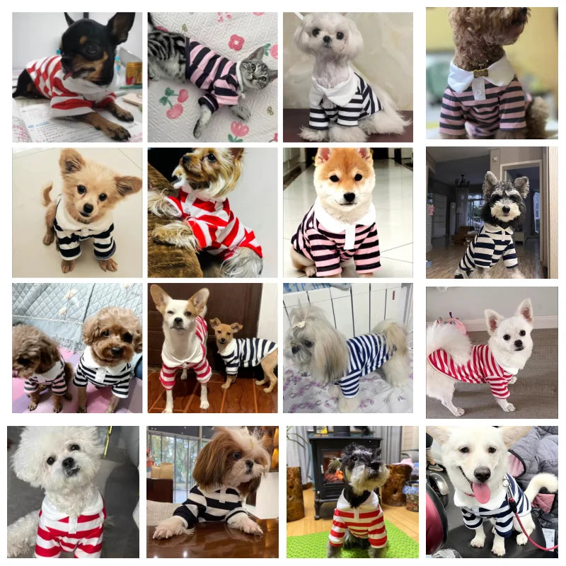 ๐ถ Summer Polo Shirt for Dogs โ Lightweight, Stylish Cooling Shirt for Small & Medium Breeds