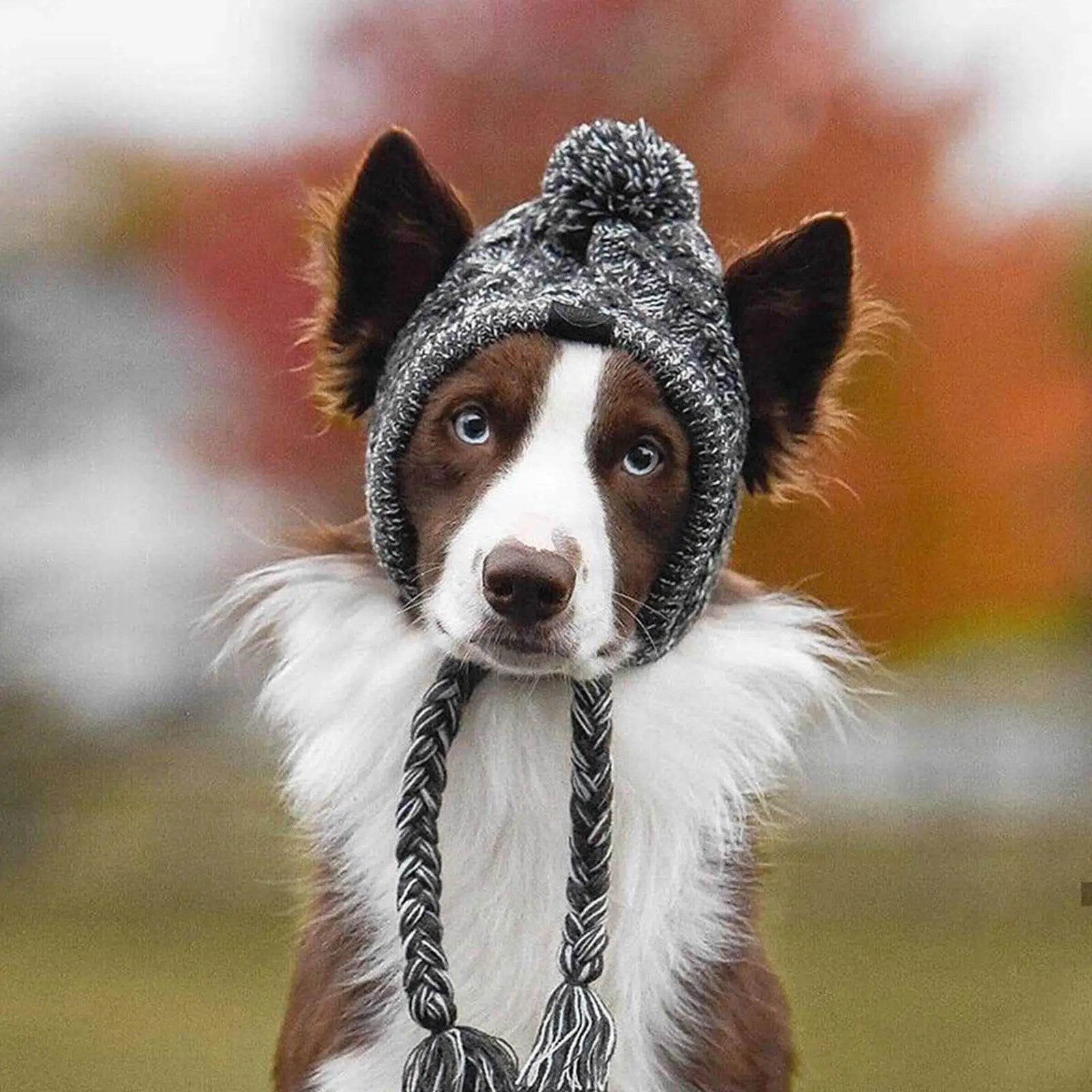 Winter Warm Knitted Dog Hat – Windproof Pet Beanie with Fluffy Pom for Small & Medium Dogs