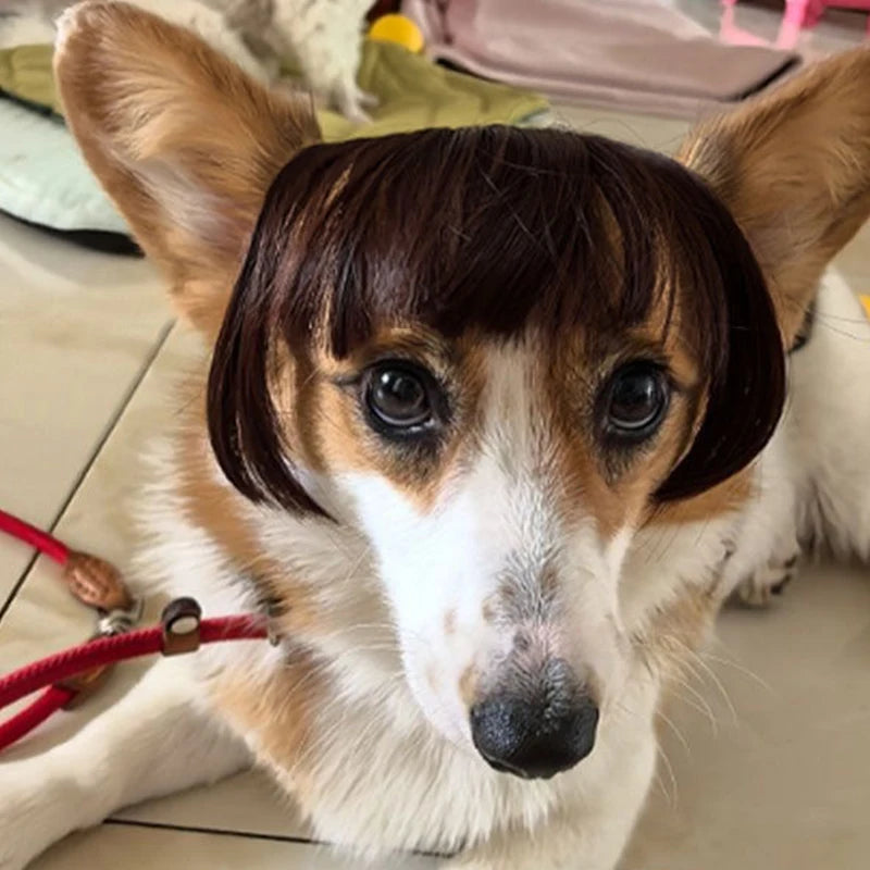 Funny Cat Wig – Lightweight Trimmable Pet Wig Accessory for Cats & Small Pets
