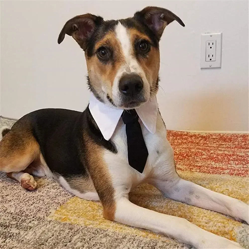 Formal Pet Tuxedo Necktie – Black & Red Bow Tie Collar for Dogs and Cats