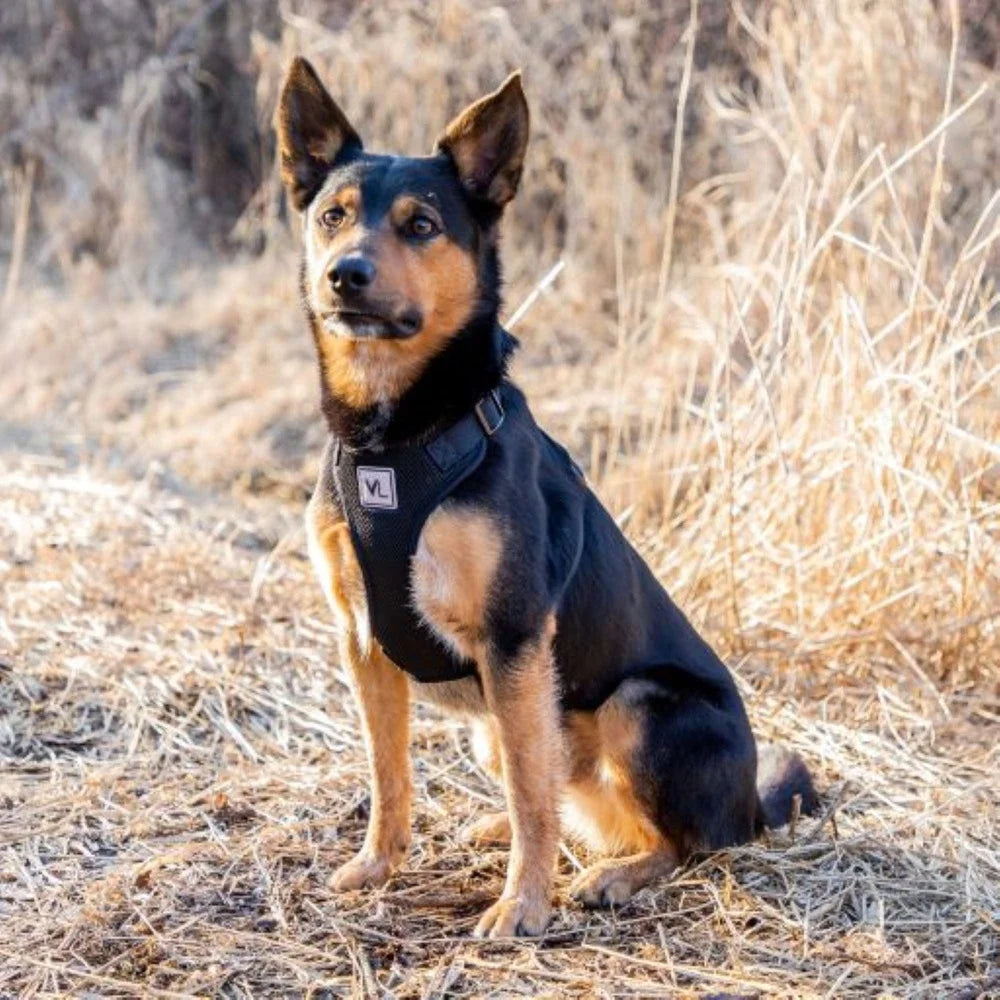 Adjustable Reflective Dog Harness – Soft Mesh Walking Vest for Medium Dogs with D-Ring Leash Clip