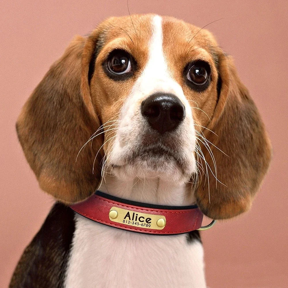 ersonalized Leather Dog Collar with Engraved ID Nameplate – Soft Padded Custom Collar for Small, Medium & Large Dogs