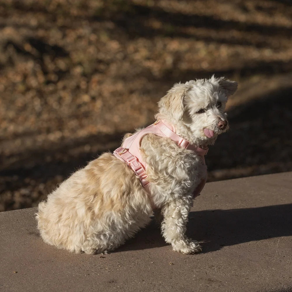 Adjustable Neoprene Dog Harness – XS Soft & Durable Walking Vest with Dual D-Rings for Secure Control