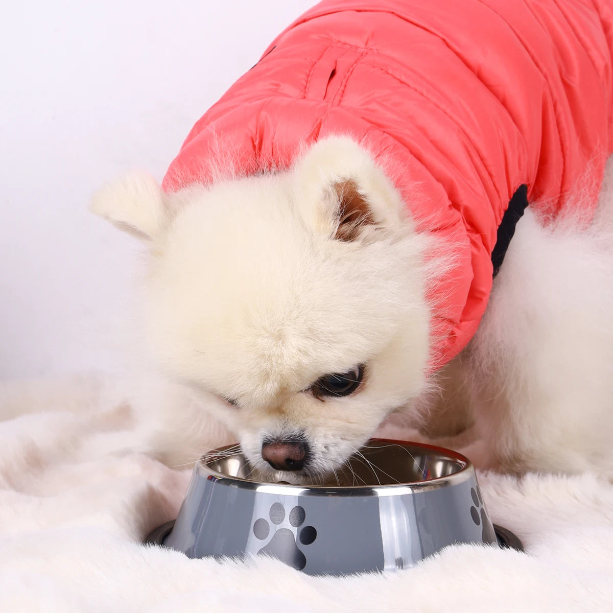 Stainless Steel Pet Bowl – Durable Anti-Fall Food & Water Bowl for Cats & Dogs