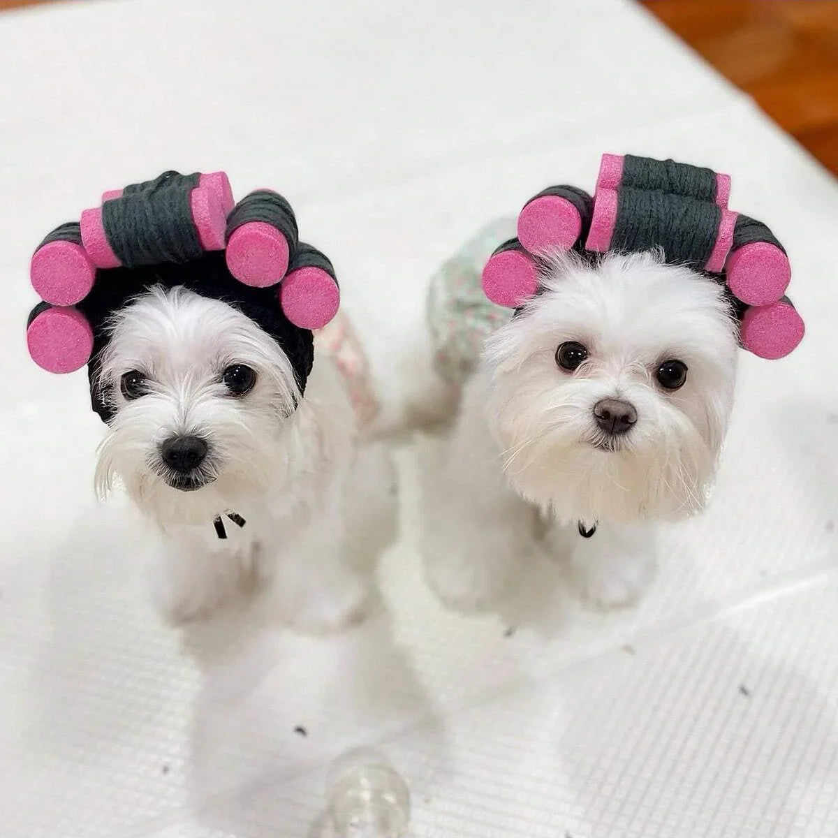Funny Curly Pet Hat – Adjustable Costume for Cats & Dogs