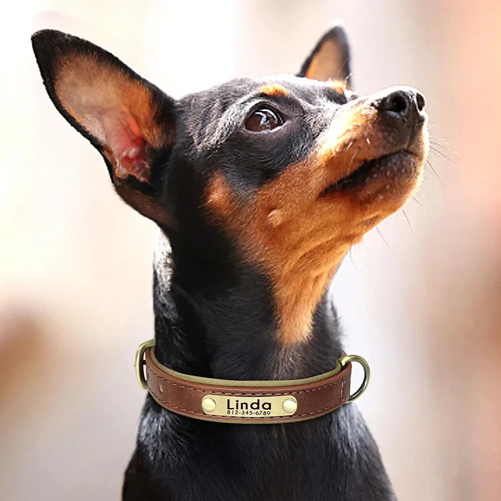 ersonalized Leather Dog Collar with Engraved ID Nameplate – Soft Padded Custom Collar for Small, Medium & Large Dogs