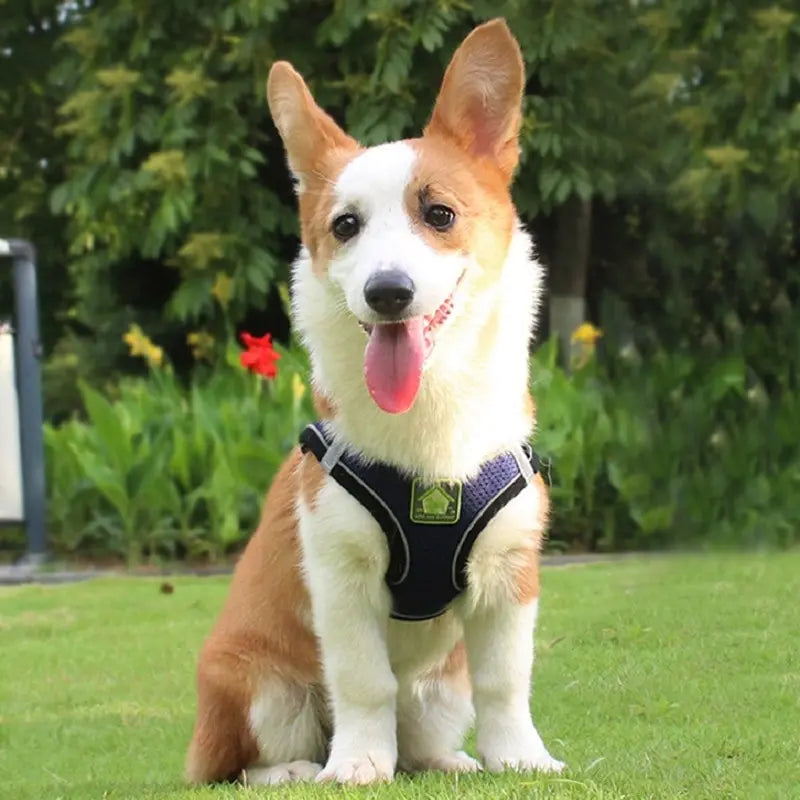 Reflective Pet Harness and Leash Set – No Pull Dog Vest with Breathable Mesh for Dogs & Cats