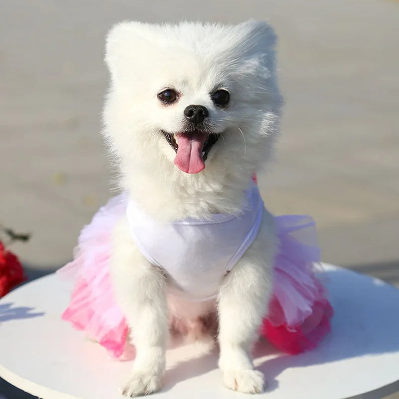 Princess Dog Dress – Lace Tutu Outfit for Small Dogs, Chihuahua & Puppy Apparel