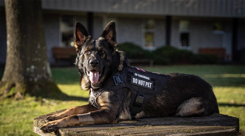 Large Dog Harness & Leash Set – Training Vest for German Shepherds, Malinois & Big Dogs
