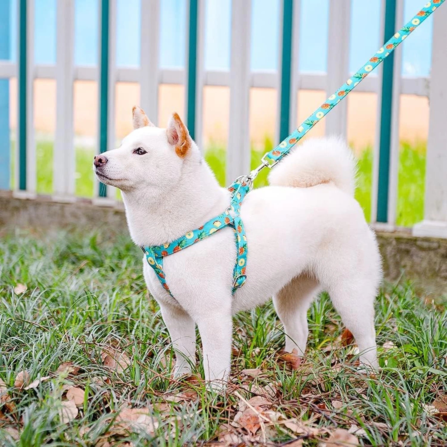 Adjustable No Pull Dog Harness & Leash Set – Heavy Duty Comfortable Vest for Small & Medium Puppies