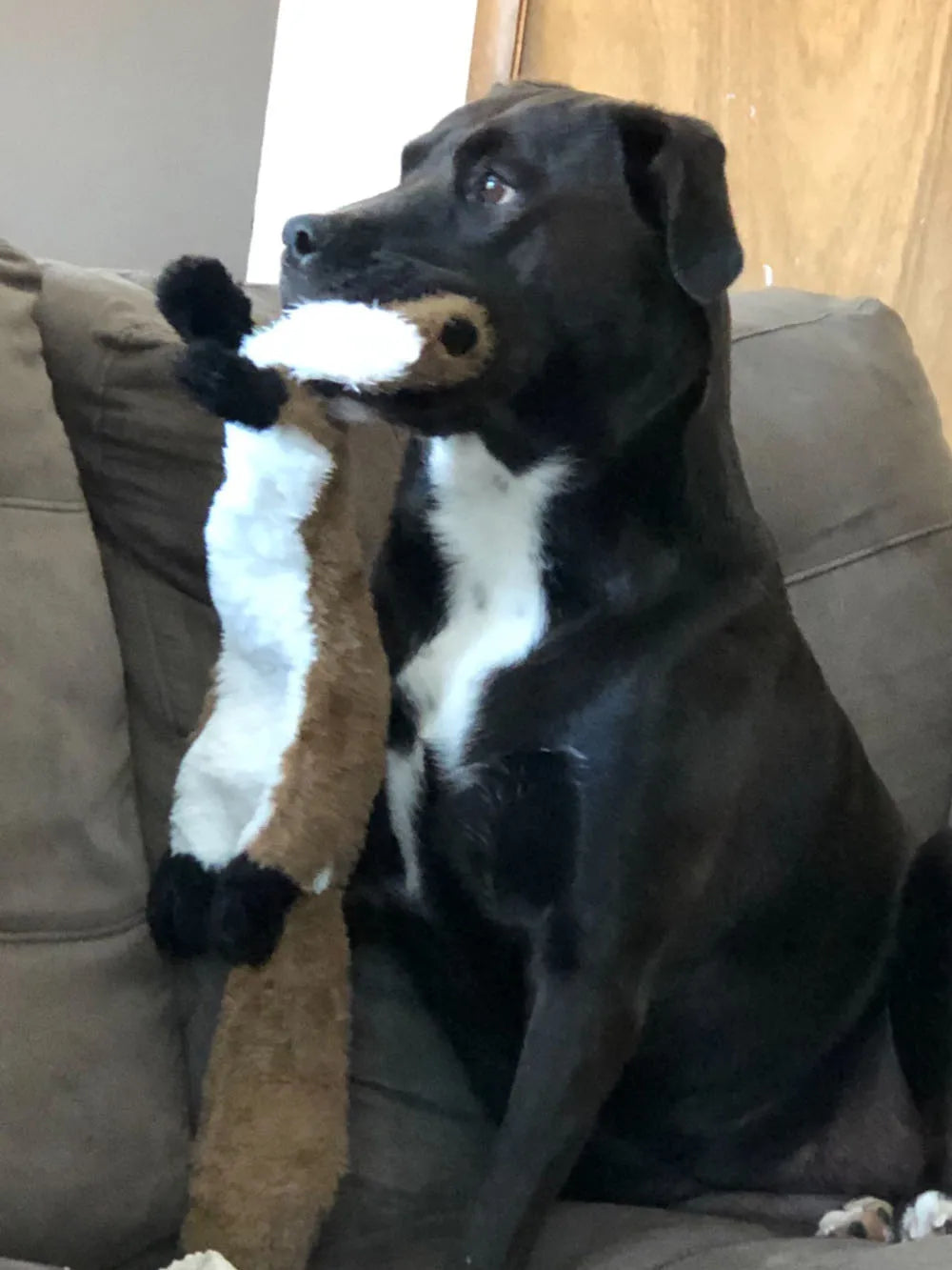 Stuffingless Plush Dog Toy – Durable Squeaky & Crinkle Chew Toy for Dogs (Simulated Animal Design)