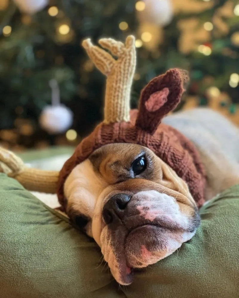 Christmas Elk Dog Hat – Knitted Warm Windproof Pet Headgear