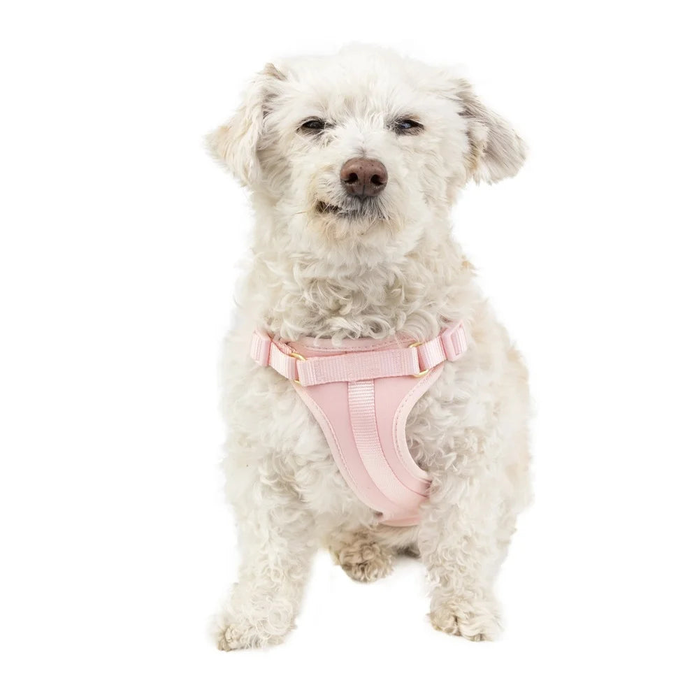 Adjustable Neoprene Dog Harness – XS Soft & Durable Walking Vest with Dual D-Rings for Secure Control