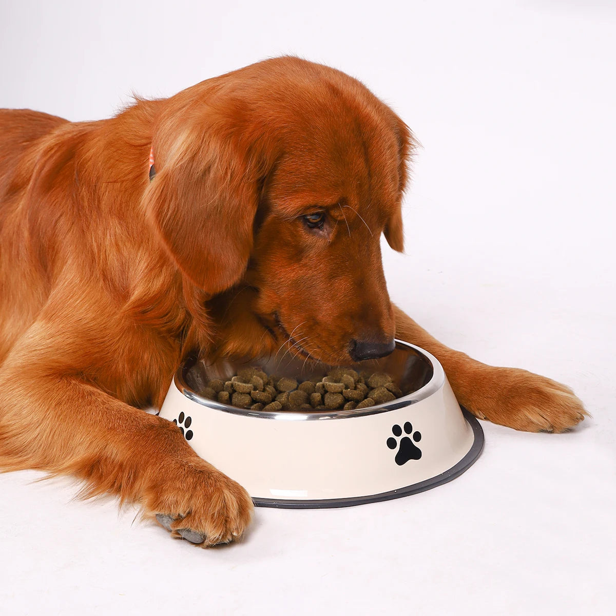 Stainless Steel Pet Bowl – Durable Anti-Fall Food & Water Bowl for Cats & Dogs