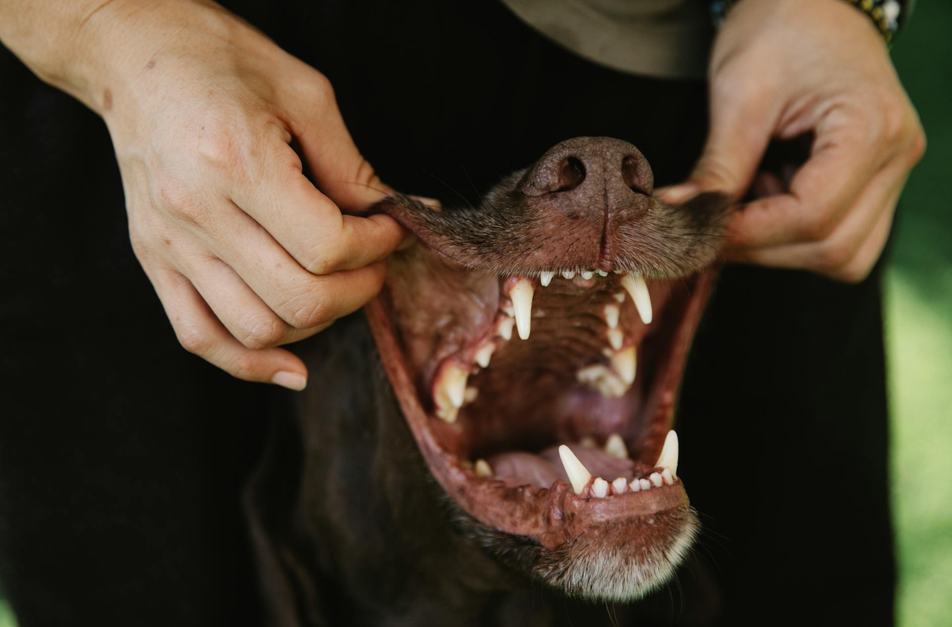 🦷🐶 Dental Health for Dogs: Best Practices, Products and Myths Debunked (and Why It’s So Important)