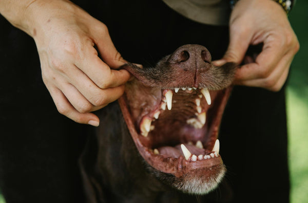 🦷🐶 Dental Health for Dogs: Best Practices, Products and Myths Debunked (and Why It’s So Important)