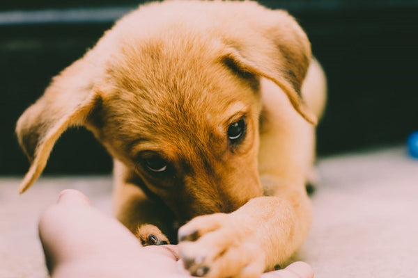 New Pup, New Gear: 10 Essentials Every Puppy Parent Needs | OurPoochStore