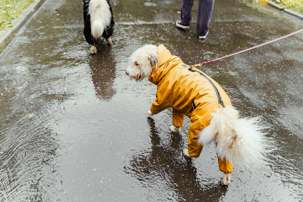 🐾 Seasonal Pet Apparel & Accessories: What to Dress Your Pup In, Depending on the Weather