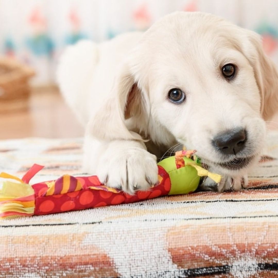 Pet Toys