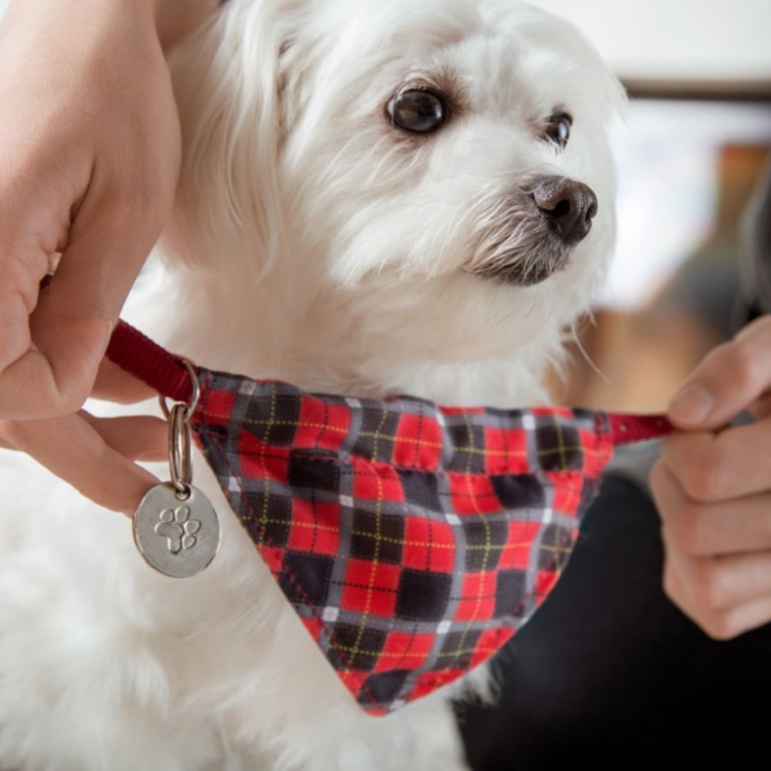 Pet Accessories and Apparel