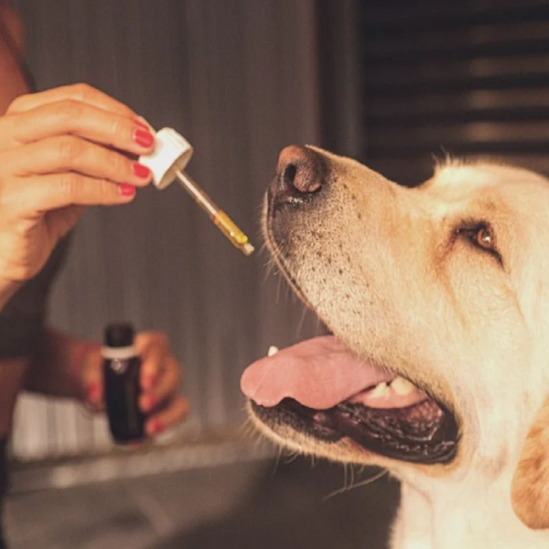 Pet Health and Wellness