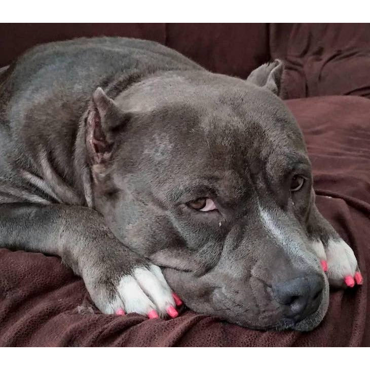 Warren London Pawdicure Polish Pens in 6 colors