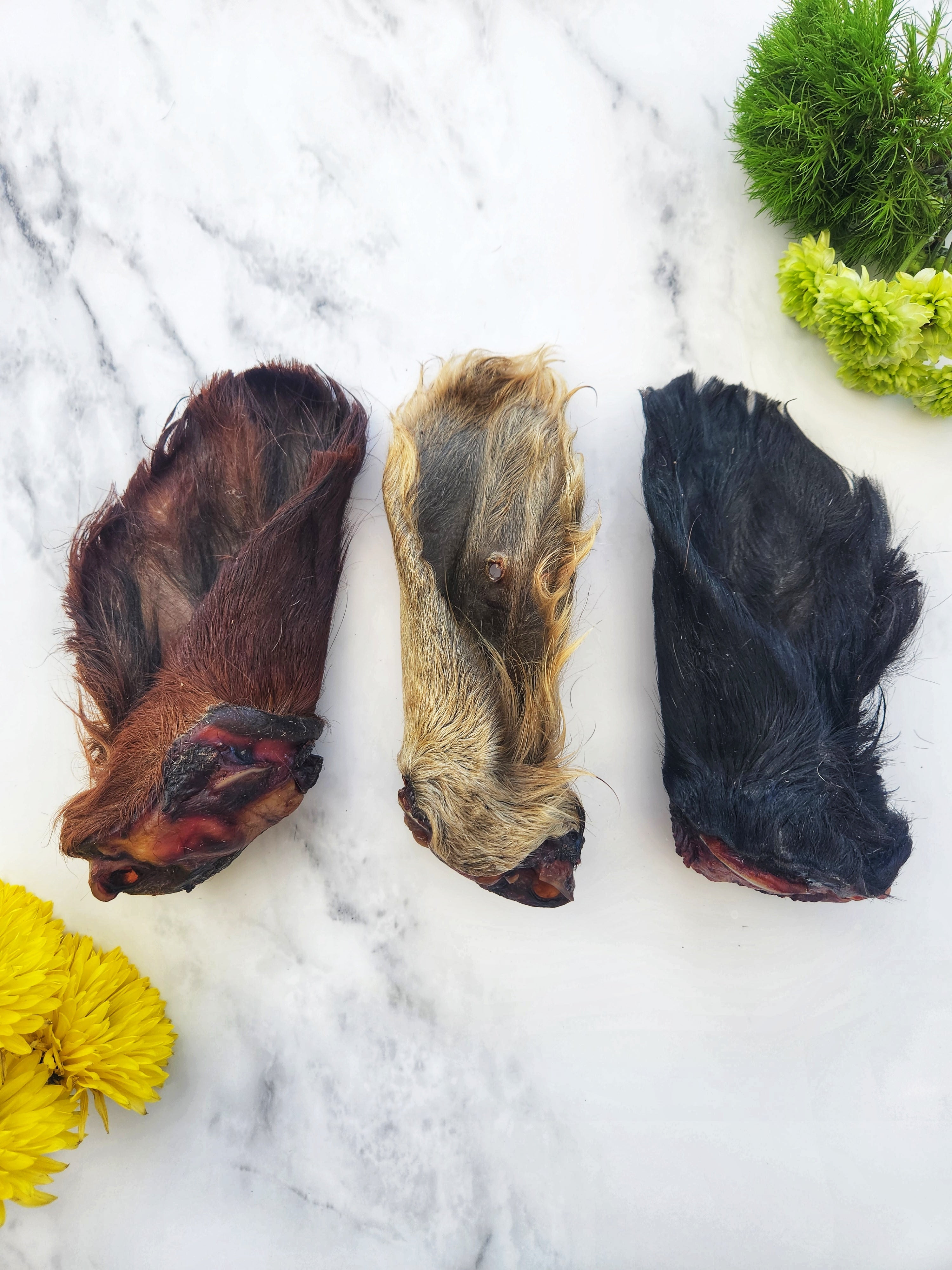 Dehydrated Beef Ear with Hair for Cats & Dogs — All-Natural | Raw Instincts Florida