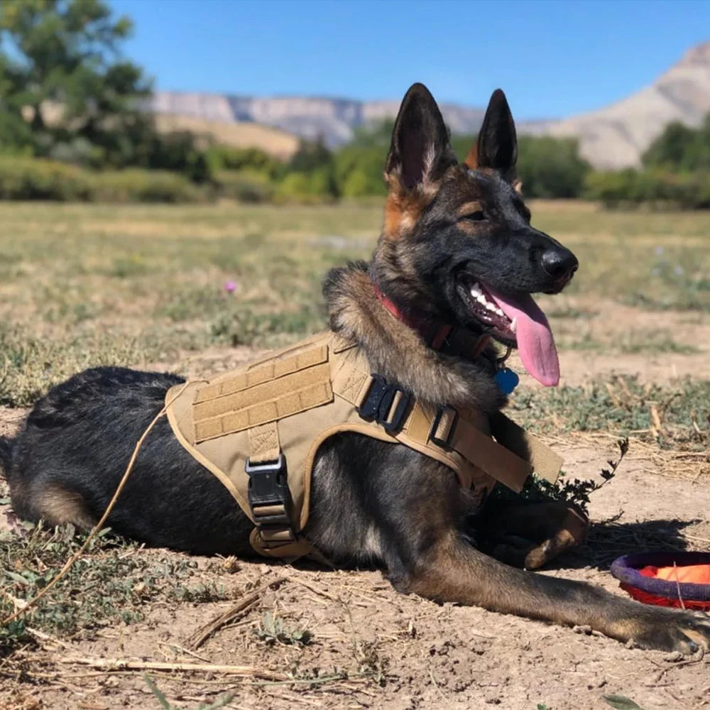 Tactical Dog Harness Set – Collar, Leash & Vest for Large and Small Dogs