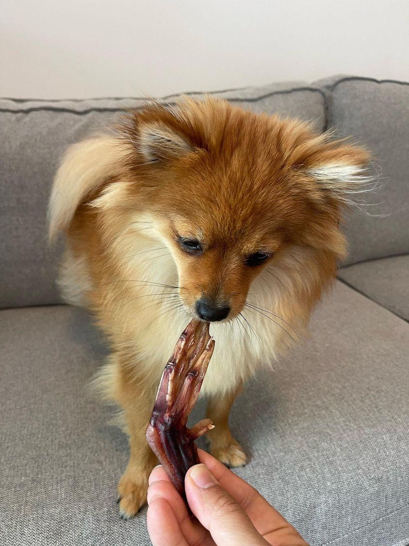 Dehydrated Duck Feet for Dogs & Cats — 100% Pekin Duck | Raw Instincts USA | Qty: 4 Feet