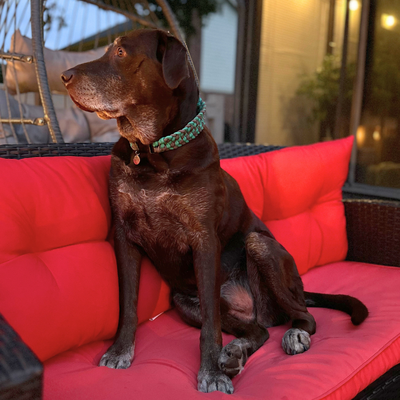 Josephine Braid Handmade Dog Collar - Customize Your Colors