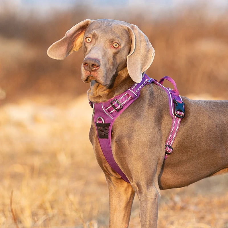 Truelove Reflective Dog Harness – Adjustable No-Pull Nylon Vest with 3M Reflective Webbing (TLH56512)