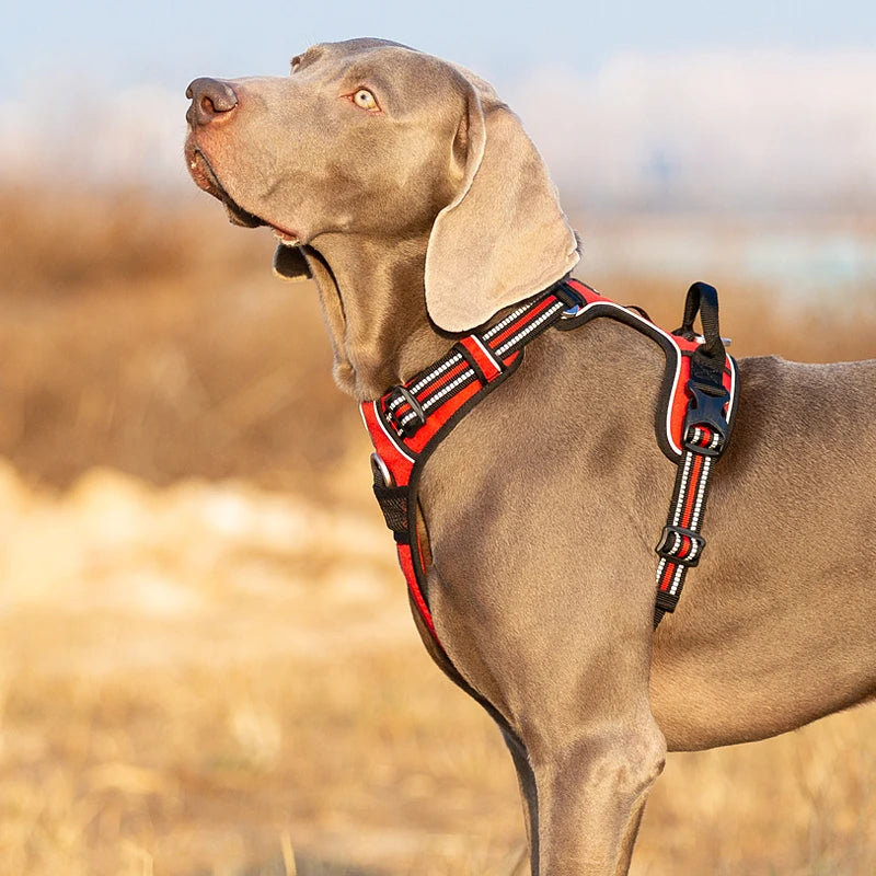 Truelove Reflective Dog Harness – Adjustable No-Pull Nylon Vest with 3M Reflective Webbing (TLH56512)