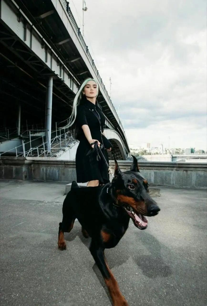 Military-Grade Tactical Dog Collar with Handle – Heavy Duty Adjustable Collar for Medium & Large Dogs