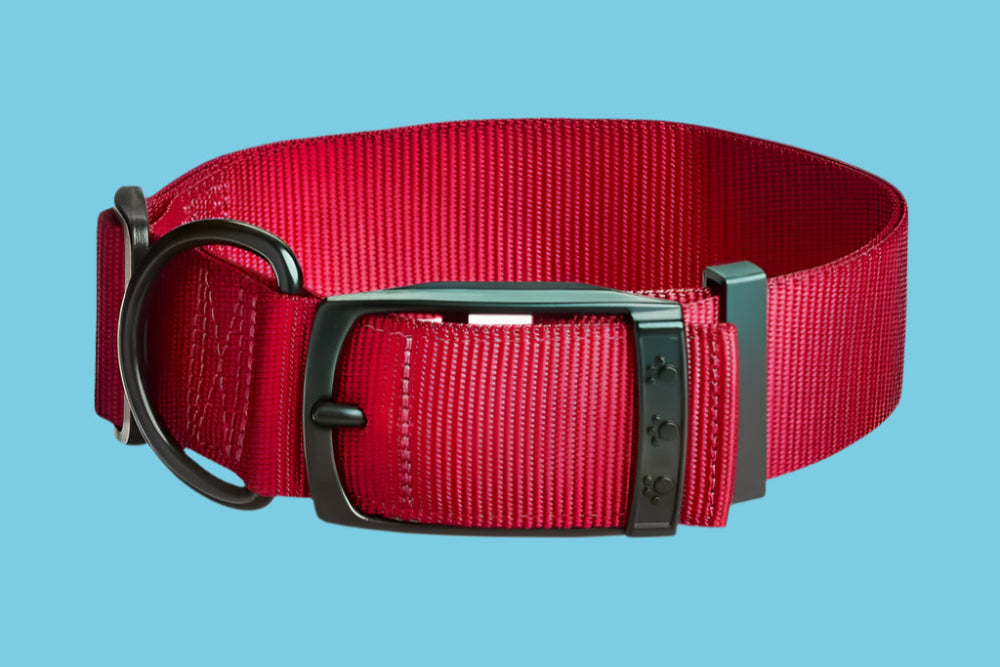 Adjustable Polyester Dog Collar with Metal Buckle – Extra Large (15"–26") D-Ring Leash Attachment
