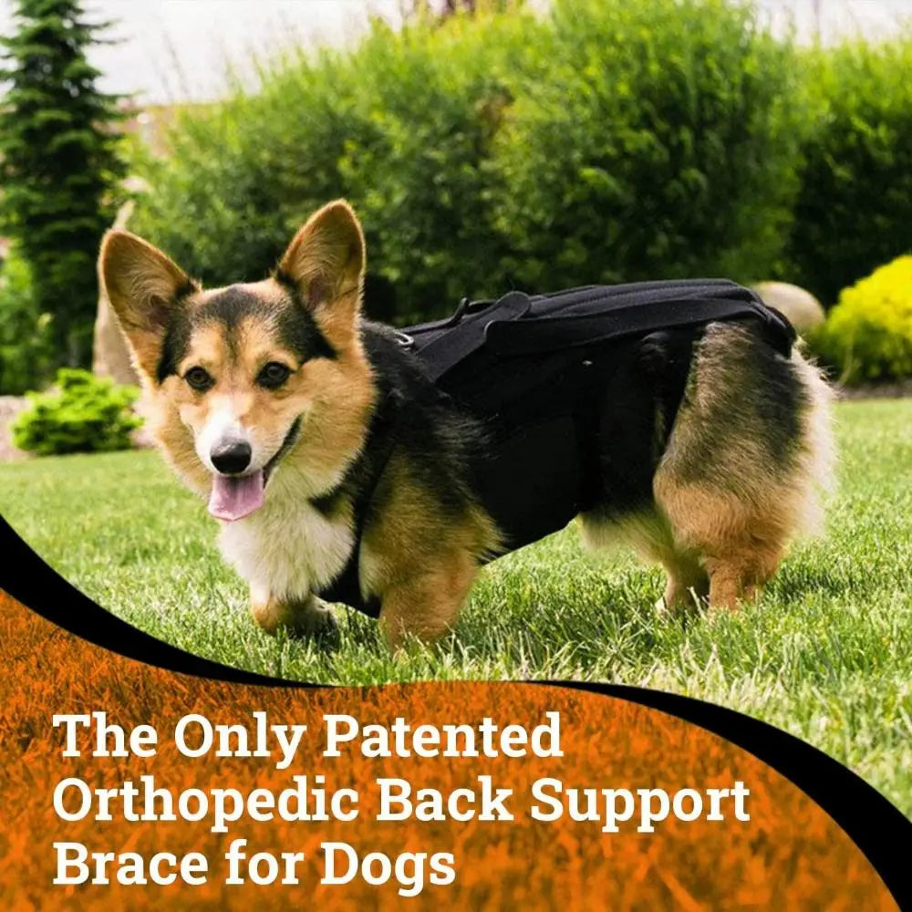 Black Dog Back Support Vest – Adjustable Orthopedic Brace for Injury Recovery