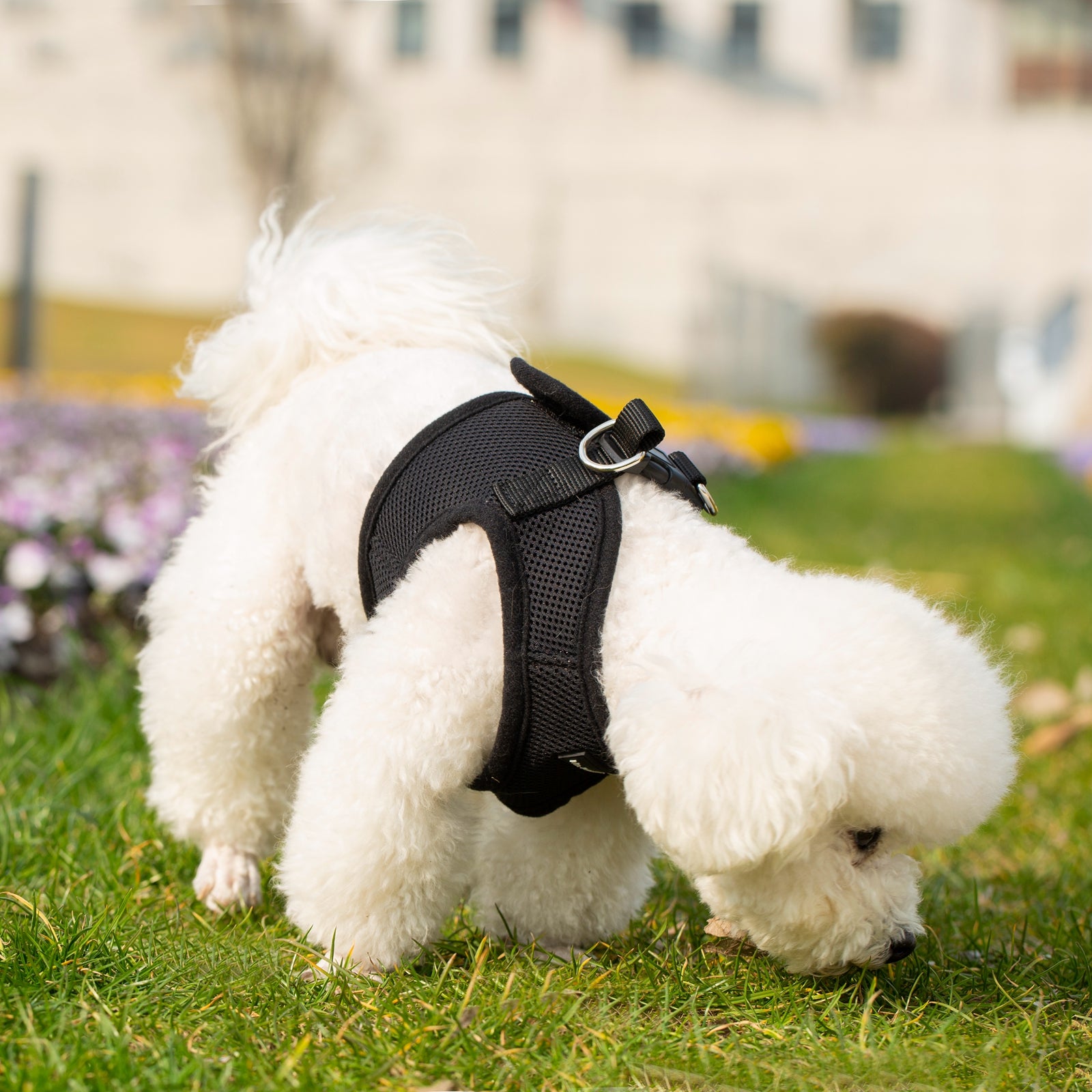 Mr. Peanut's PetTrek Soft Mesh Pet Harness with Matching Leash – Adjustable, Breathable, Choke-Free