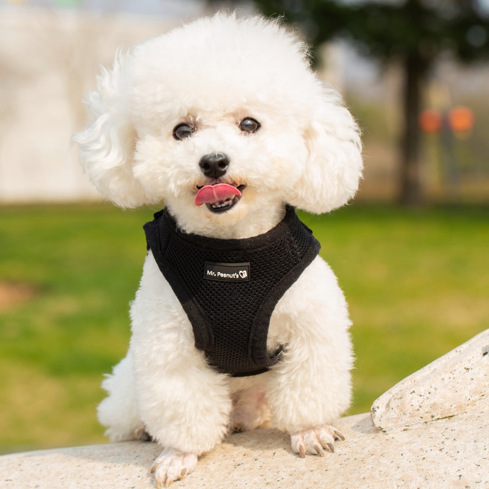 Mr. Peanut's PetTrek Soft Mesh Pet Harness with Matching Leash – Adjustable, Breathable, Choke-Free